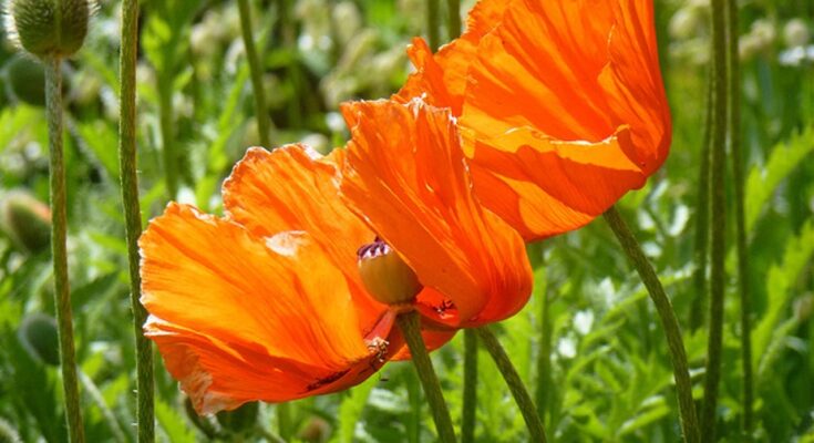 mohn, rot, mohnblume, roter mohn, natur, garten, mohnblume, mohnblume, mohnblume, mohnblume, mohnblume